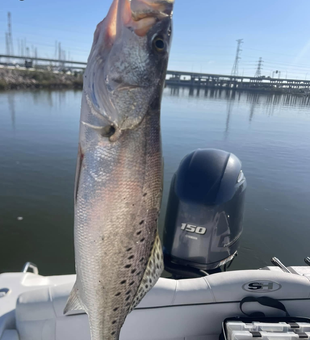 Explore Houston’s best Trout fishing spots!